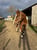 Annonce cheval