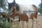 Horse ad
