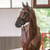Annuncio cavallo