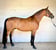 Anuncio de caballos