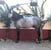 Horse ad