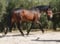 Annuncio cavallo