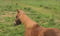 Horse ad