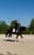 Horse ad