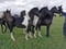 Annuncio cavallo