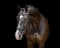 Annuncio cavallo