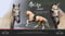 Horse ad