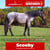 Annonce cheval