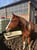 Horse ad