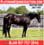 Horse ad