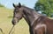 Annonce cheval