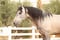 Horse ad