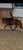Horse ad