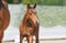 Annuncio cavallo