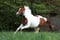 Horse ad