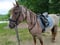 Annonce cheval