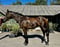 Horse ad