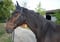 Annuncio cavallo