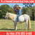 Horse ad