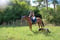Horse ad