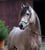 Horse ad