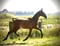 Annuncio cavallo