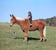 Annonce cheval
