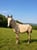 Annuncio cavallo