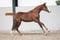 Annuncio cavallo