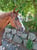 Annuncio cavallo