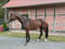 Horse ad