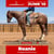 Annuncio cavallo