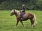 Horse ad