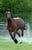 Annuncio cavallo