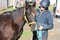 Horse ad