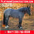 Horse ad