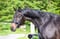 Annuncio cavallo