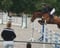 Annuncio cavallo