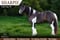 Horse ad