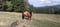 Annonce cheval