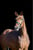 Pferdeinserat