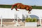 Paardadvertentie