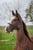 Horse ad