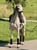 Horse ad