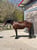 Horse ad