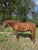 Horse ad