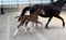 Horse ad