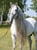 Horse ad