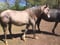 Annuncio cavallo