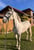 Horse ad